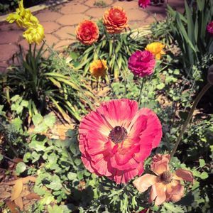 Meet your Posher, Alice morrow